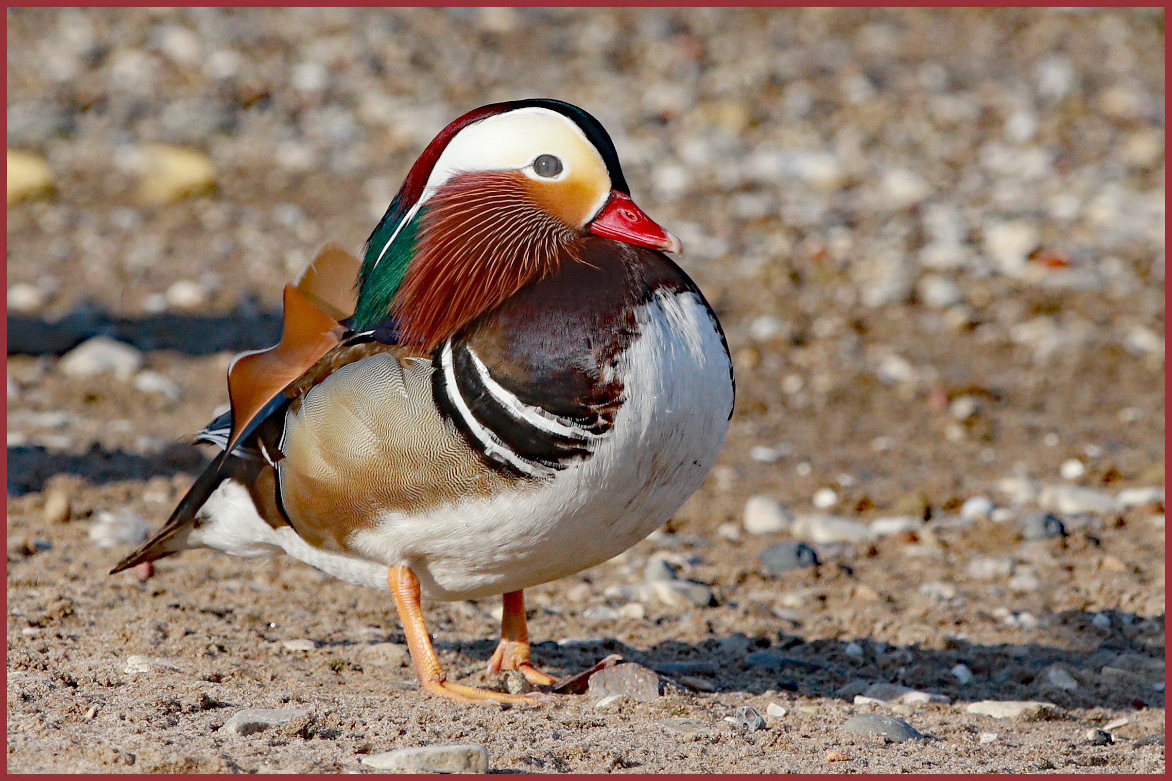 Mandarin Duck Sighting on Milwaukee Lakeshore, WI